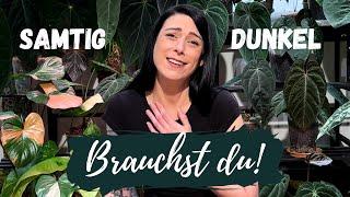 15 dunkle samtige Zimmerpflanzen die jeder braucht