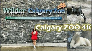 Calgary Zoo | Tour of Calgary Zoo in 4K | Fun places to go in Calgary, Alberta 2024 | Wild Canada