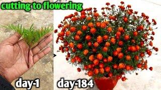 Unbelievable Marigold Plant Cutting Propagation At Home With Honey So Many Flowers