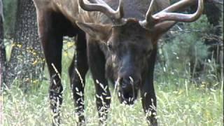 Monster Elk of The San Carlos