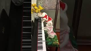 #cat #dog #pets #funny #funnyvideos #foryou #music