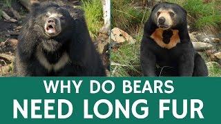 Why Do Bears Need Long Fur – Quick Animal Facts for Schools