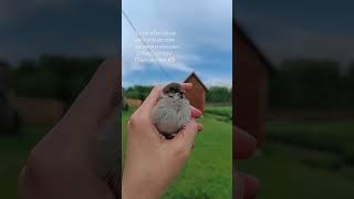  Деревенские ребятишки нашли в траве и принесли желторотика. Подсадила в гнездо воробушка #воробей