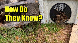 Watch This Swarm Obey Their Queen – Nature’s Mind-Blowing Moment!