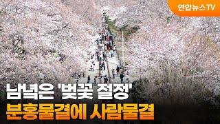 남녘은 '벚꽃 절정'…진해군항제, 분홍물결에 사람물결 / 연합뉴스TV (YonhapnewsTV)