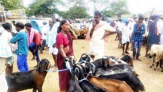 pebbair santhalo mekala retlu ela vunnae-pebbair mekala santha-pebbair market-pebbair goat market