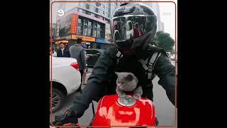 Cat rides motorcycle with Biker hooman