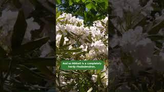 Beautiful blooming rhododendrons!