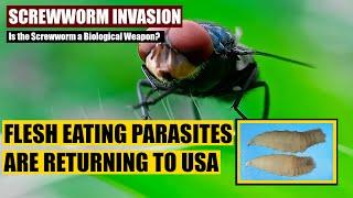 Parasite being used as a biological weapon?  Flesh Eating Parasites are headed to the border.
