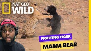 Mother Bear Fights Tiger to Save Her Cub in Dramatic Video | Nat Geo Wild Crazy & Funny Reaction