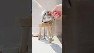천재토끼 행복할때 VS 삐질때
