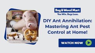 DIY Ant Annihilation: Mastering Ant Pest Control at Home!