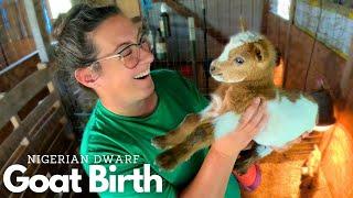 I Have NEVER Seen This Before! | Nigerian Dwarf Goat Birth VLOG (Stormy)