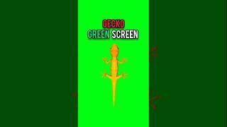 Gecko walking green screen‼️#greenscreen #gecko #chromakey #animation #dailygreenscreen