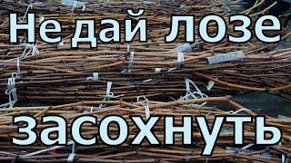 Виноград . Что я делаю , чтоб лоза не пересохла во время хранения .