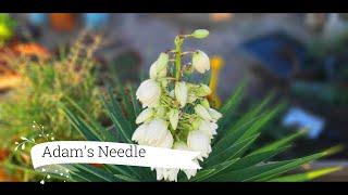 Growing Adam's Needle From Cutting | Edible Medicinal and Utilitarian Plants | Yucca Filamentosa