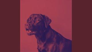 Hypnotic Ambience for Stressed Puppies