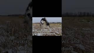 TOP 5 FASCINATING FACTS ABOUT HUSKIES YOU MIGHT NOT KNOW #shortsvideo #funfacts #petfunfacts #husky