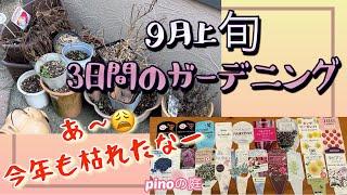 【pinoの庭】9月上旬のガーデニング/少し涼しくなってやっとガーデニングを再開した3日間！プランターや、花壇を片付けて沢山枯れてしまった花たちの紹介！花友フェスタ前のことです。#ガーデニングブログ