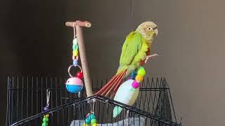 Conure sounds and chirps, satisfying chirps of Mitthu Green cheek conure baby