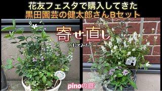 【pinoの庭】花友フェスタで購入してきた黒田園芸の健太郎さんBセットを、寄せ植えの植え替えに使ってみたら。。。風にそよぐ寄せ植えが出来て大満足！#ガーデニングブログ