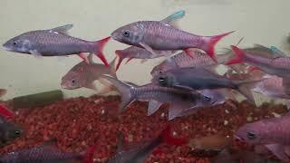 labeobarbus sp africa , malaysia red mahseer, indo red mahseer, thai blue mahseer , thai blue neo