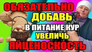 Хочешь УВЕЛИЧИТЬ яйценоскость - тогда добавь это курам в питание.