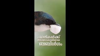 പക്ഷികൾക്ക്‌ അപകടകാരിയായ ബബിൾഗം! | A Deadly Treat for Birds – Let's Stop Littering!