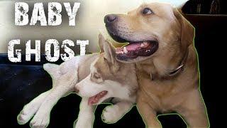 WHEN GHOST WAS A BABY | THE HIMALAYAN HUSKY