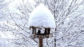 Snowy Bird Feeder - Snowing - Sounds for Sleeping - Wind Sounds