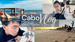 送给你们的节日礼物 | Vlog 放生小海龟 #cabo #happyholidays