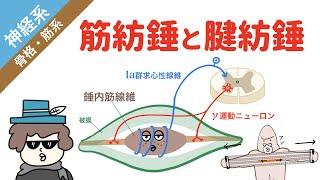 【神経系】筋紡錘と腱紡錘（ゴルジ腱器官）の構造と働き