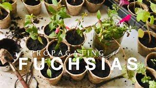 How to Propagating Fuchsias on How to Grow a Garden with Scarlett