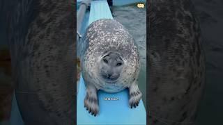 Seal core.