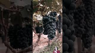 #grape #shortvideo #grapefruit #wine #grapeharvest #fruit #coolgrape #food #fruiting #education