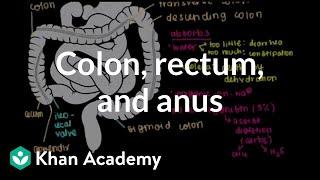 Colon, rectum, and anus | Gastrointestinal system physiology | NCLEX-RN | Khan Academy