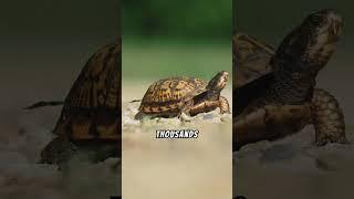 5 Crazy Facts About Turtles You Didn't Know!