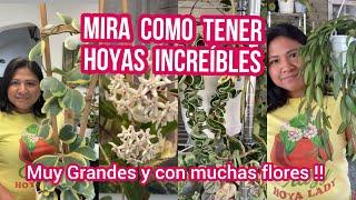 COMO TENER HOYAS GIGANTES, HERMOSAS Y CON FLORES || Ivet Suculentas y mas