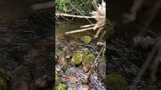 Agua en pequeño rio