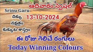 13 October 2024 Today Winning Colours#kukkutasastram  @SrinuGariFarms   @SrinuGaruSGF