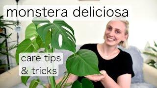 MONSTERA DELICIOSA Care | Swiss Cheese Plant Tips & Tricks