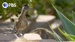 Roadrunner Hunts Hungry Hummingbirds