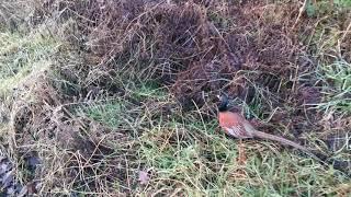 Wild pheasant come very close. Мечта Охотника.