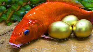 Stop Motion ASMR - Reds Fish Octopus Yellow Frog Petsmart eel in hole Primitive Cooking Cuckoo