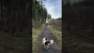 Quiet walks #nature #wildscotland #lovehiking #scotlandsbeauty #dogs #love #grateful
