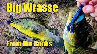 Lure fishing from the rocks for Wrasse Ireland - Amazing results