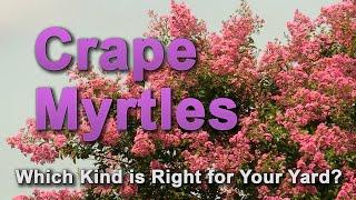 Crape Myrtles – Family Plot