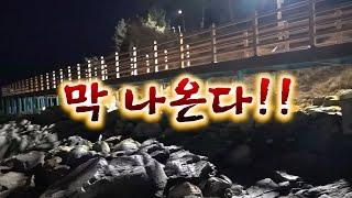 [리얼3분]산책로 돌 밑에서 귀한것들이 막나온다!!/a brief seafishing.