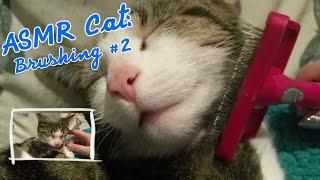 ASMR Cat: Purring and Brushing #2 (no talking) [Requested]