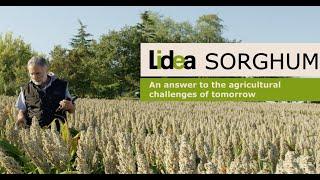 Lidea sorghum, an answer to the agricultural challenges of tomorrow